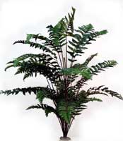 Woods Fern Tree